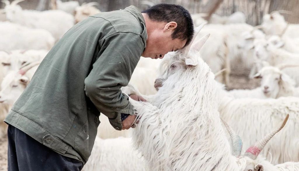 homme et chevre cachemire