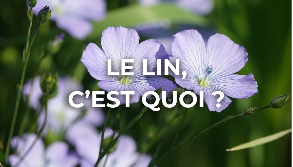 image couverture lin