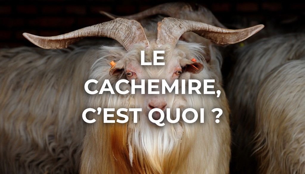 image illustration le cachemire c est quoi